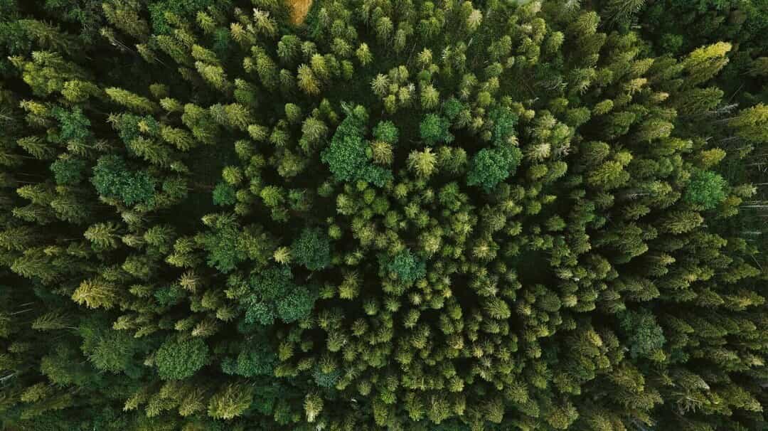 Rief Holzbau - Höchste Zimmermannsqualität vom Bodensee Beschreibendes Bild für Rief-Holzbau